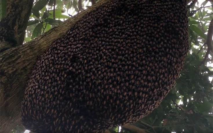 Εντυπωσιακό βίντεο: Μέλισσες σχηματίζουν ένα αμυντικό κύμα
